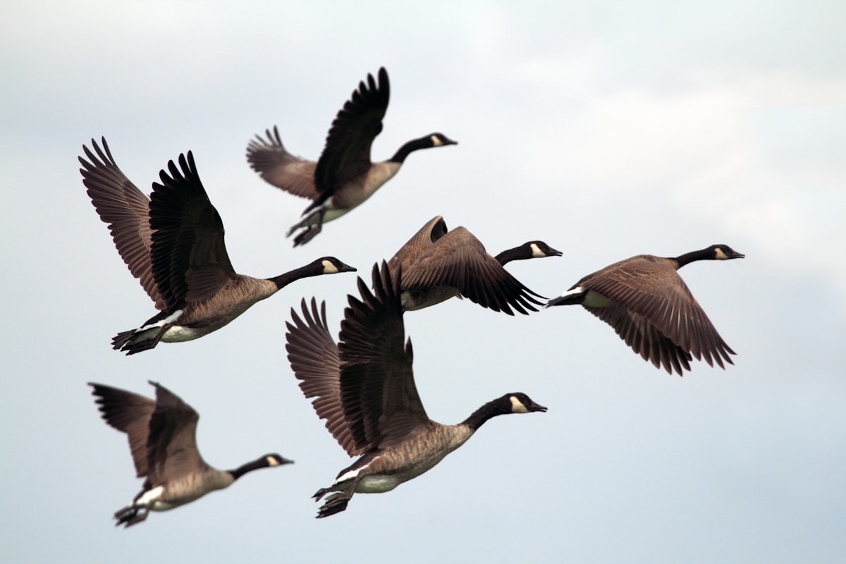 Birds flying together in formation