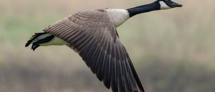 From the Water to the Sky: The Old Art of the Goose Flute