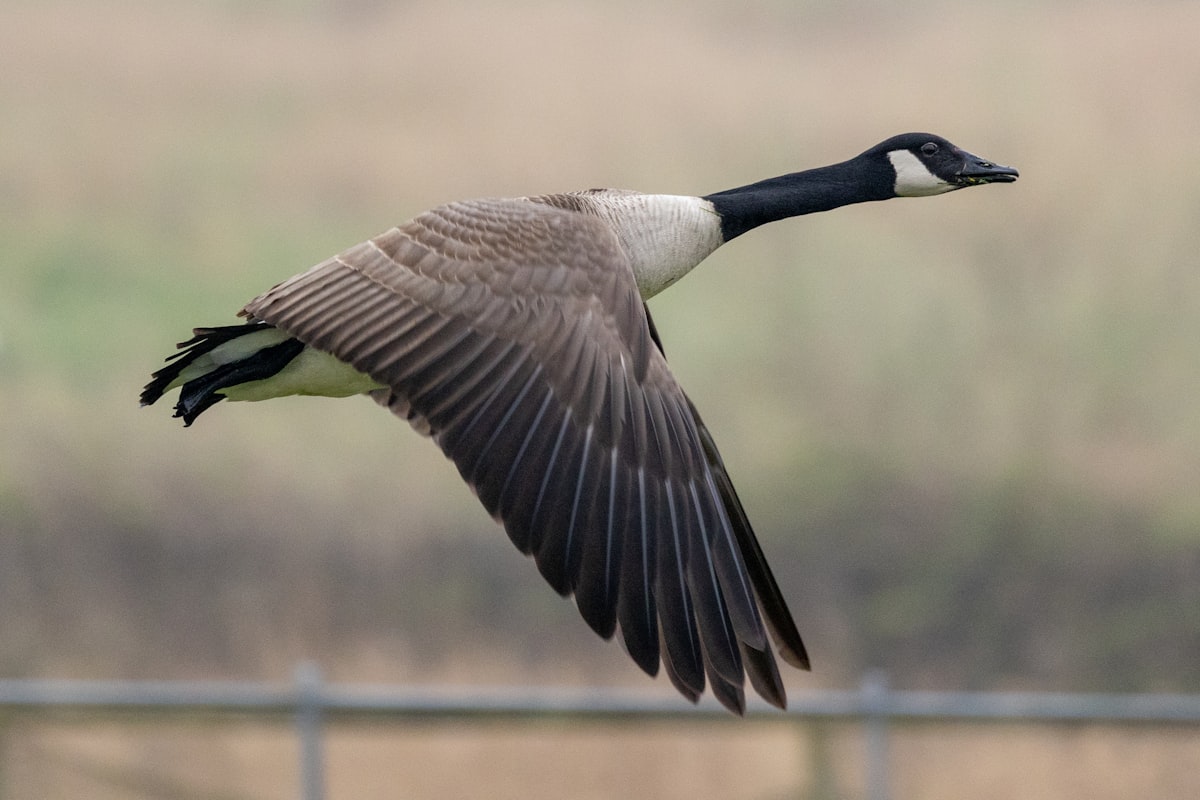 A Canada goose in flight