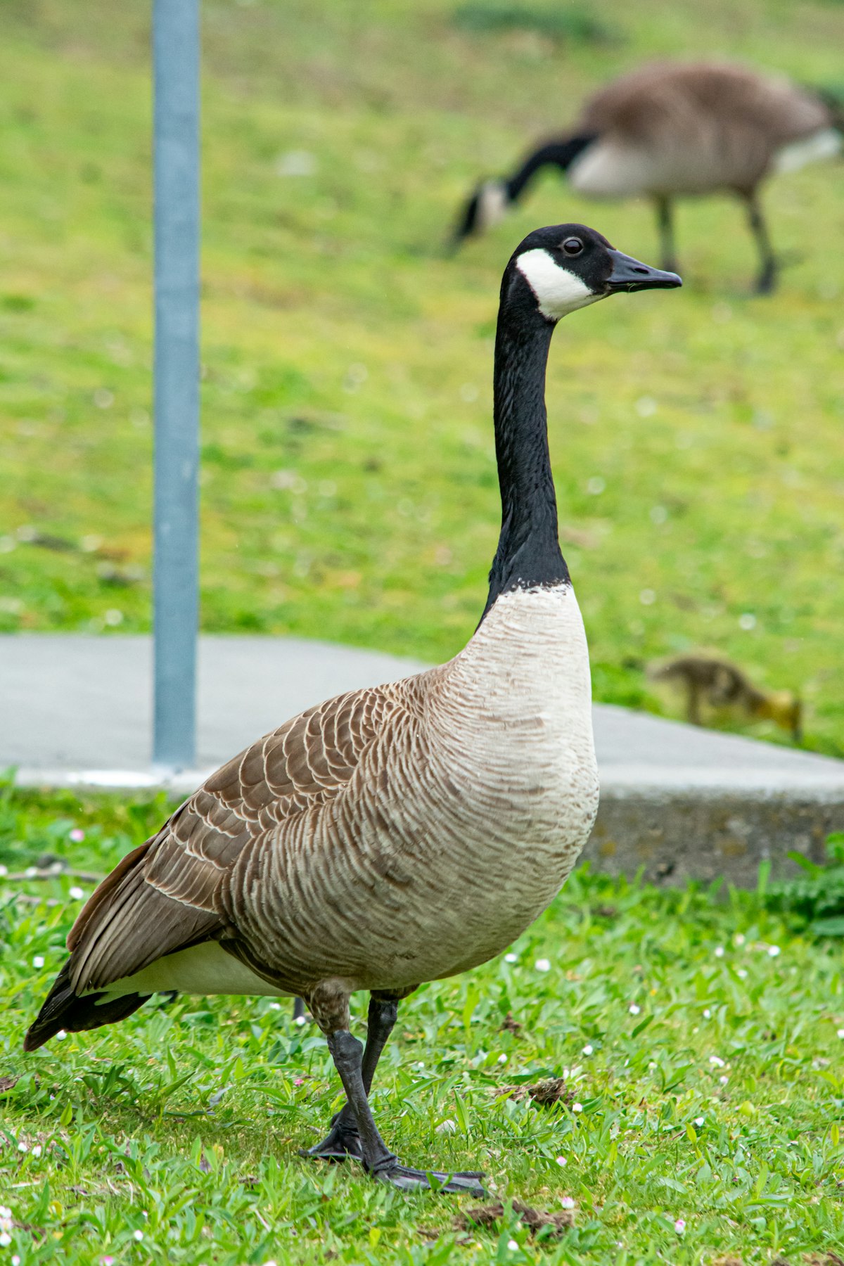 A goose standing in a grassy field